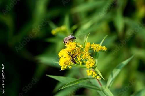 bee on flower