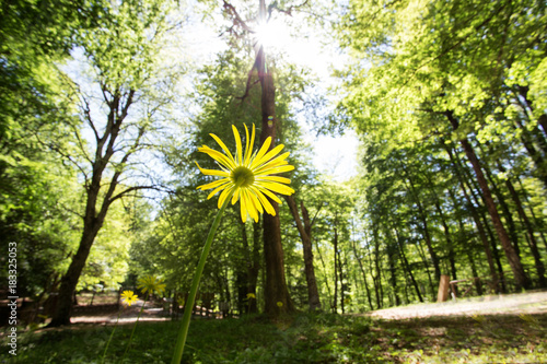 Fotografi Flower watching Foresta Umbra