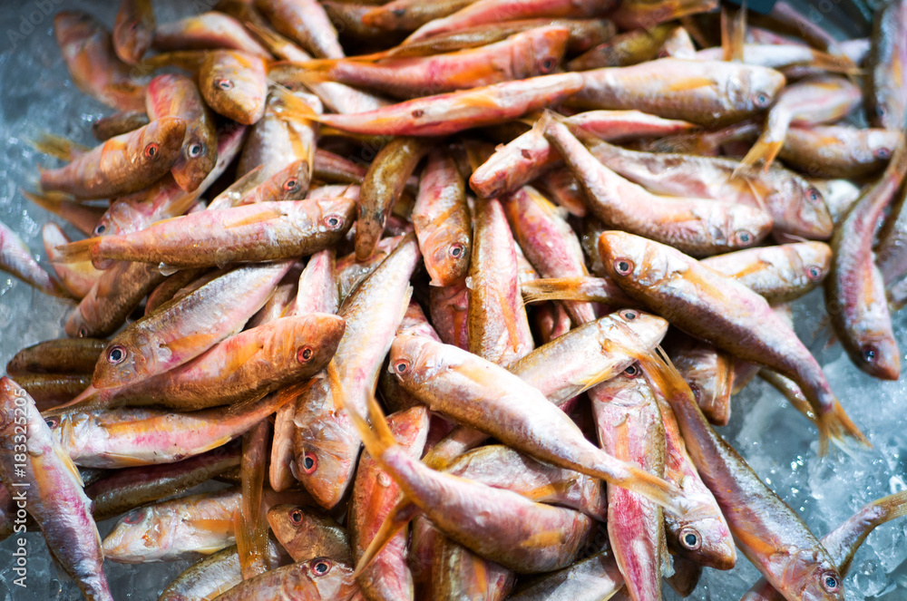 Fresh Surmullet fish on an ice background on food market. Red mullet for sale. Mullus barbatus Fresh Surmullet fish on an ice background on food market. Red mullet for sale. Mullus barbatus