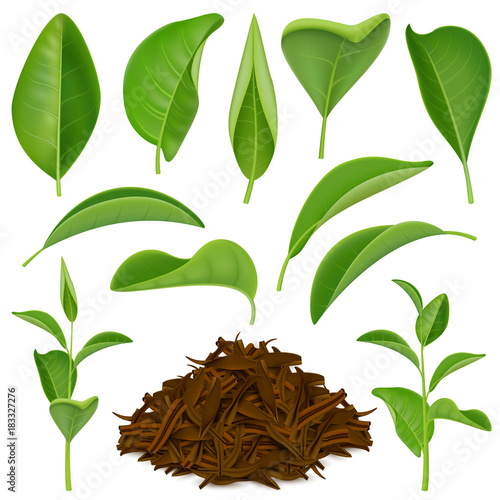 Realistic Tea Leaves Set