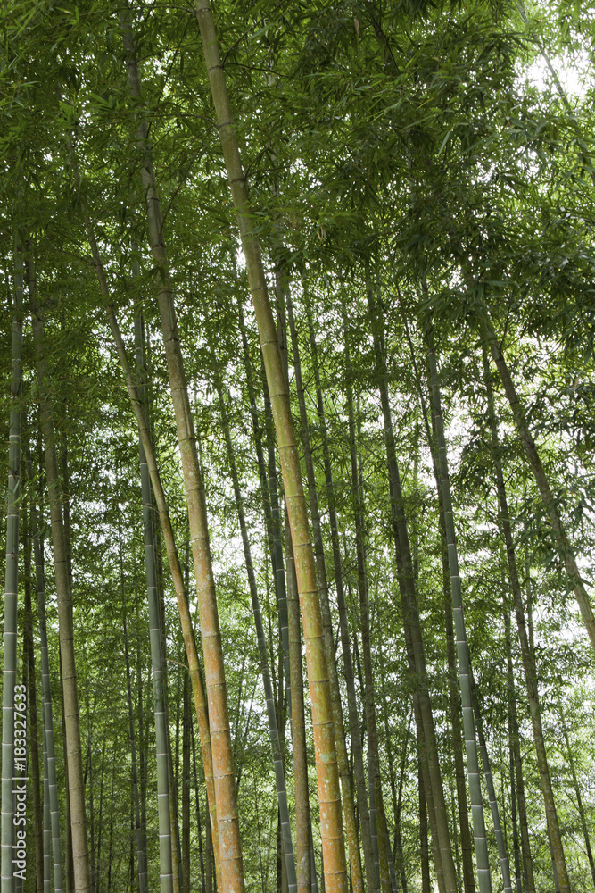 Obraz premium beauty in Taiwan