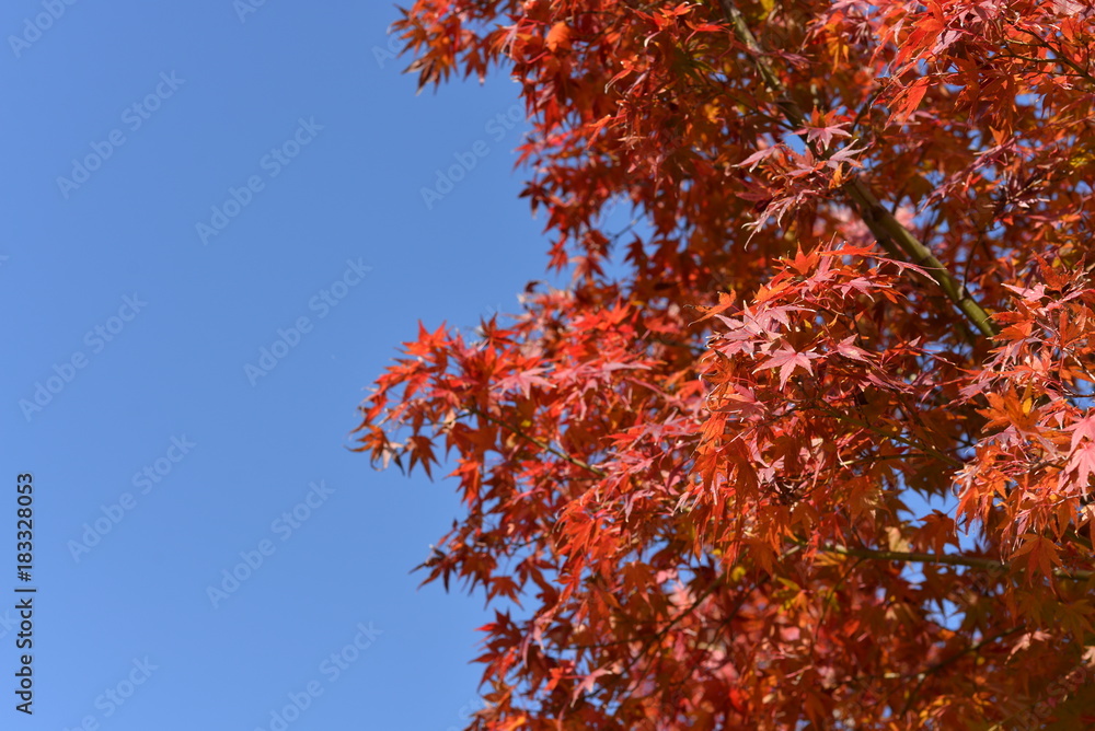 秋空と紅葉 秋空と紅葉