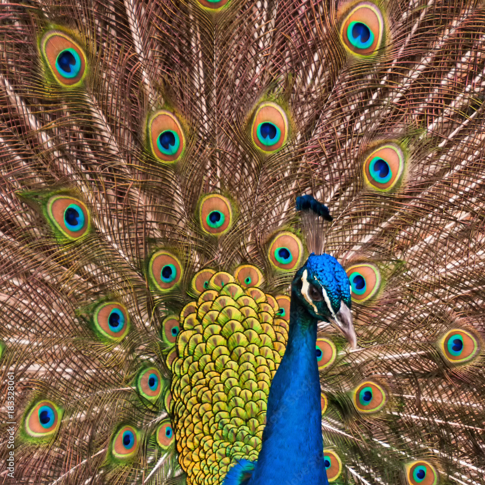 Obraz premium Nahaufnahme eines männlichen Pfaus, Pavo christatus