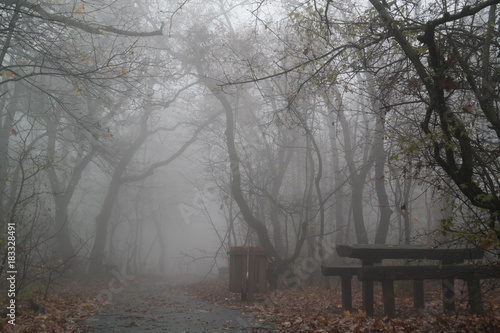 Forest in the fog