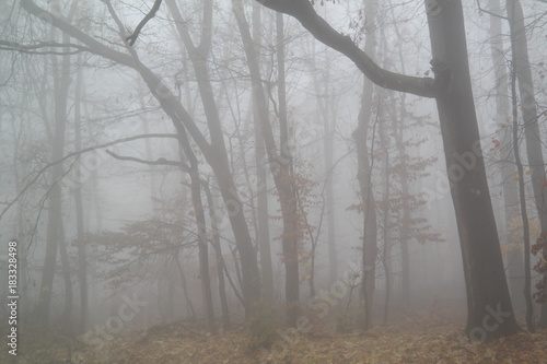 Trees in the fog