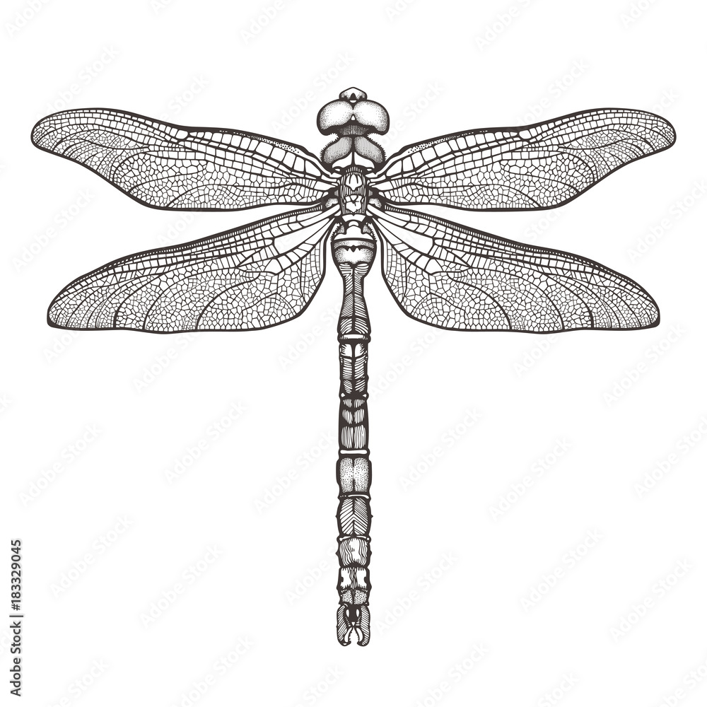 Top 30 Dragonfly Tattoo Design Ideas 2023 Updated  Saved Tattoo