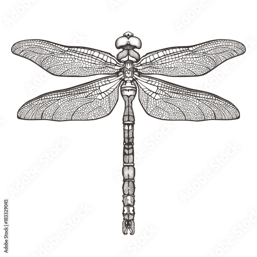 Black dragonfly Aeschna Viridls, isolated on white background. Dragonfly tattoo sketch. Coloring books. Hand-drawn vector illustration.