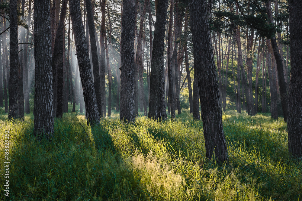 Fototapeta premium Morning sun beams in the summer forest.
