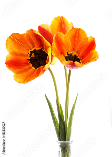 Bouquet of red tulips