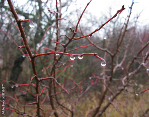 Drops of water, rain on the branches of trees in the fall.