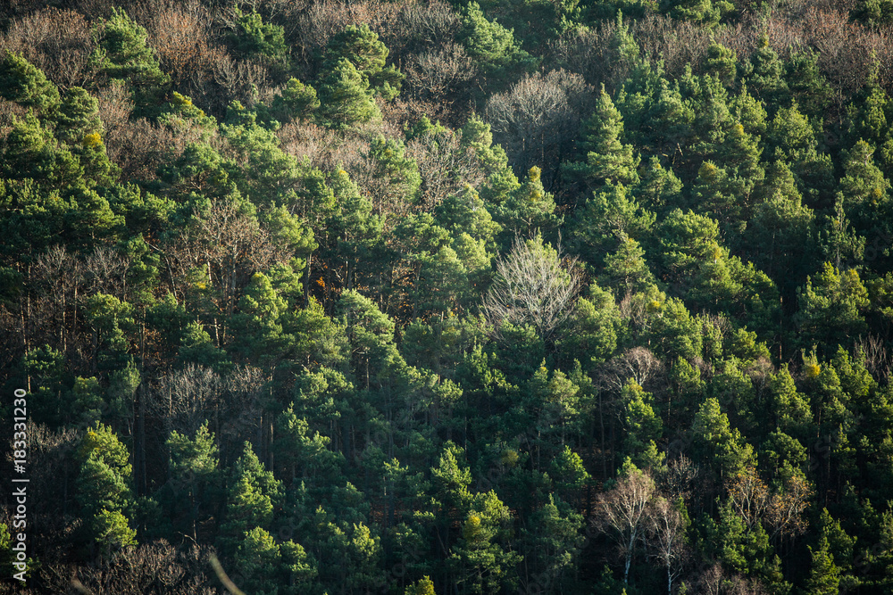 trees on mountain trees on mountain