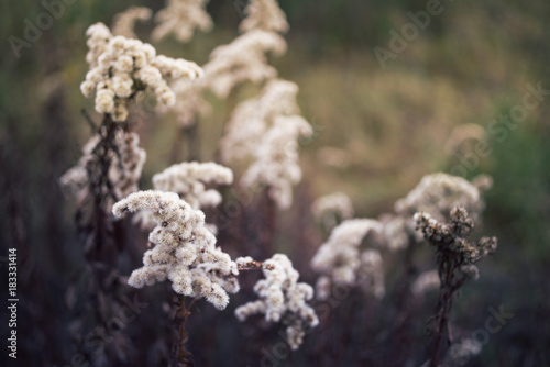 Dry grass field. Autumn background with a dry grass