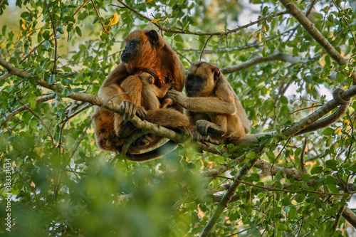 Howler monkeys really high on a giant tree in brazilian jungle. South american wildlife. Alouatta. Beautiful and rare monkey in the nature habitat. photo