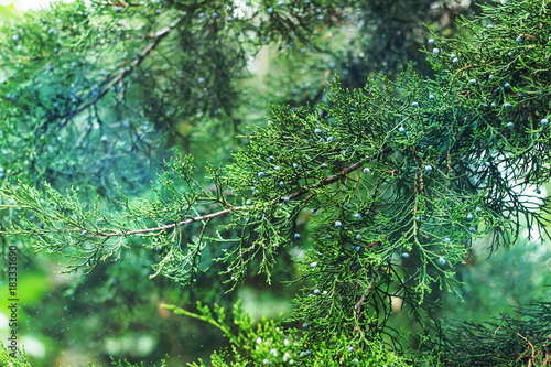 juniper branches with magic glitters on blurred background