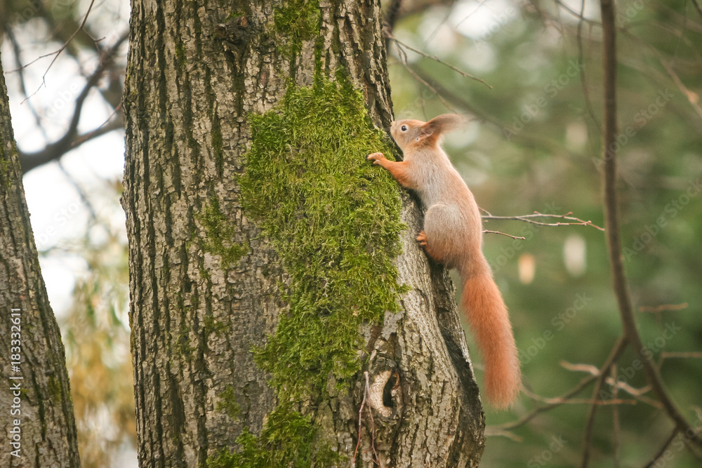Squirrel on tree in woods