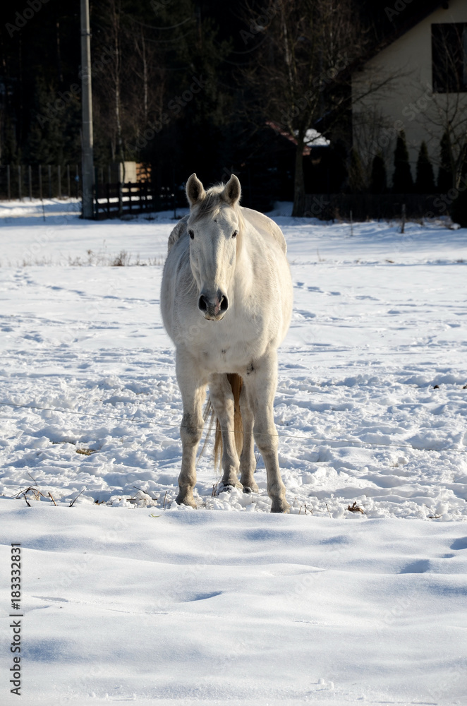White horse on a snowy meadow in winter