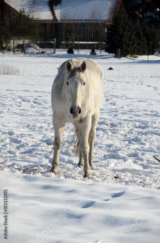 White horse on a snowy meadow in winter