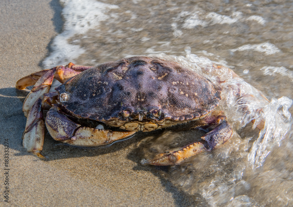 Wave Washes Over Large Crab