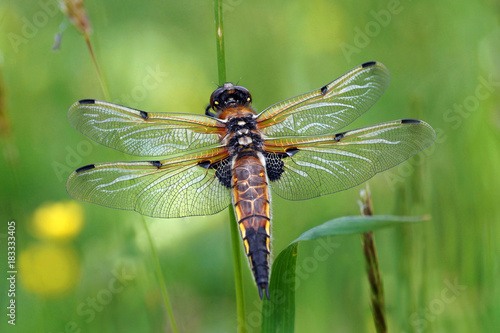 Libellula quadrimaculata, a very beautiful dragonfly with iridescent colors     © pixelleo