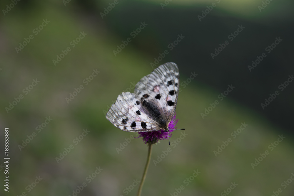 Obraz premium Butterfly