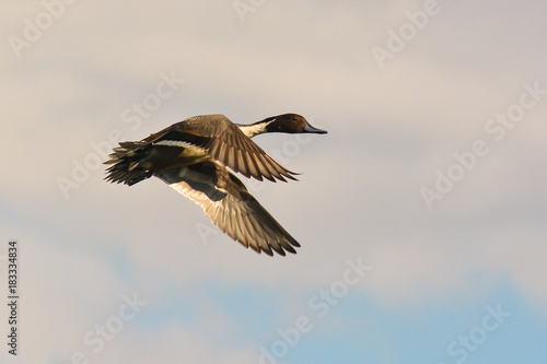 Tableau sur toile anatra selvatica in volo, codone maschio,Anas acuta,sfondo cielo