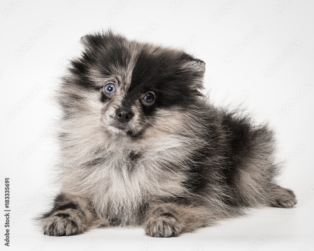 German Spitz in the studio German Spitz in the studio