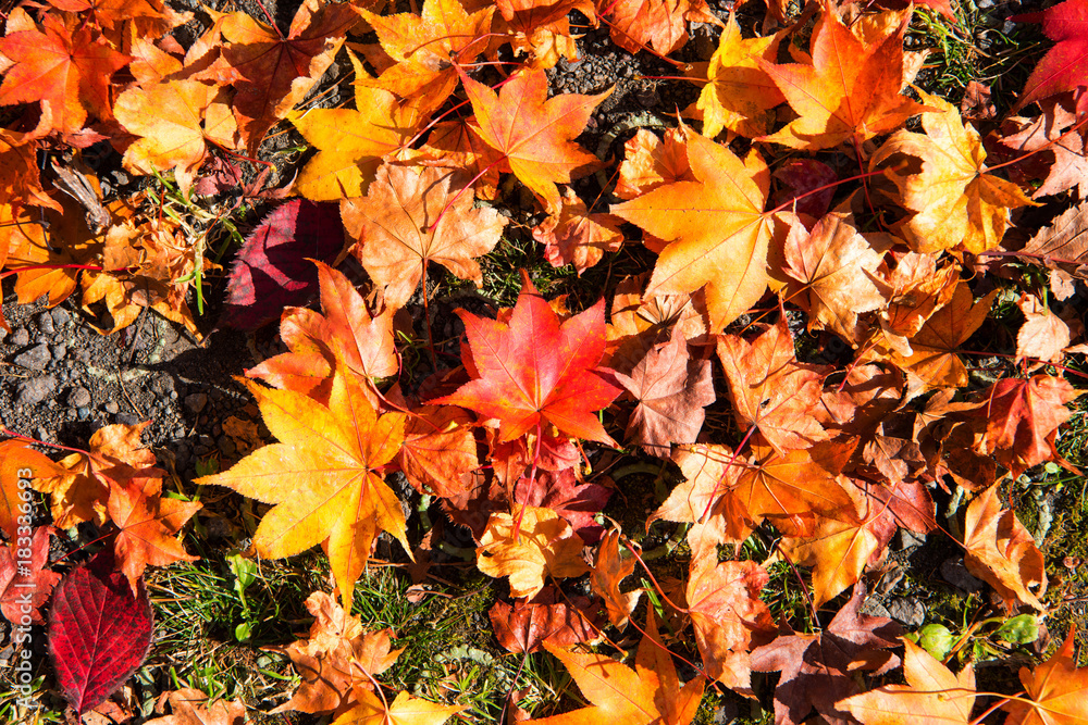 Obraz premium Autumn leaves background, The leaves change color.