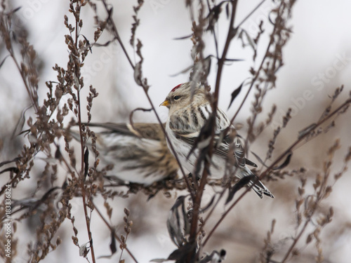 Arctic redpoll female and common redpoll nettle grass. Cute little north migrant songbird. Bird in wildlife. photo