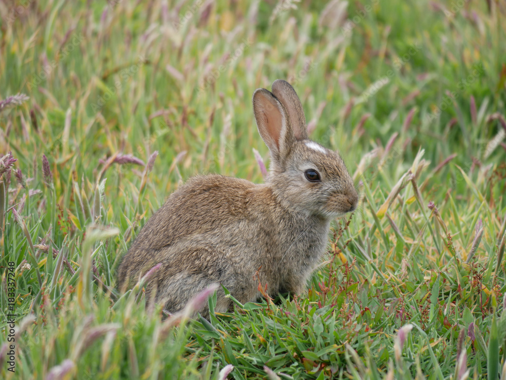 Rabbit on Skomer Island in Wales Rabbit on Skomer Island in Wales