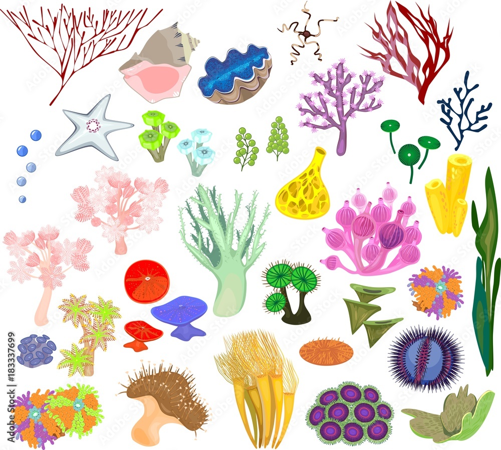 Fototapeta premium A set of different species of soft corals and marine invertebrates