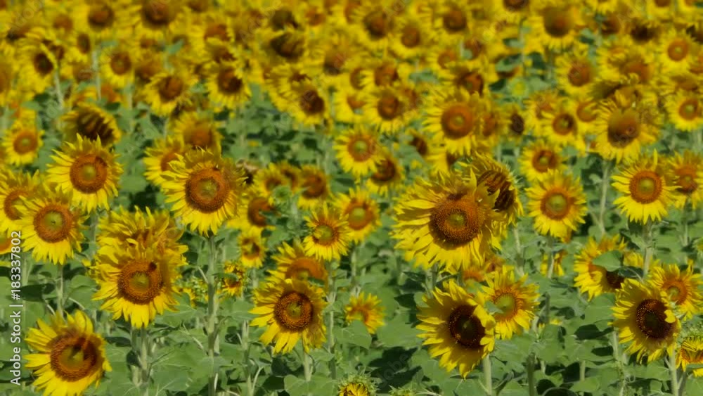 Field of yellow sunflowers growing in summer. Field of yellow sunflowers growing in summer.