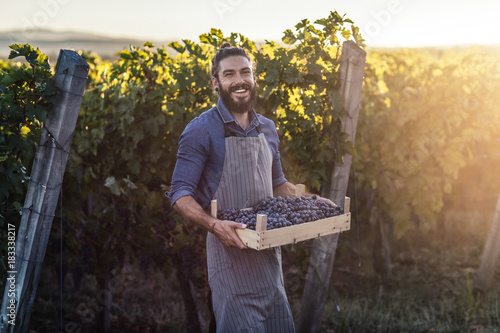 Portrait of man wearing apron and holding crate with grape in vineyard. photo