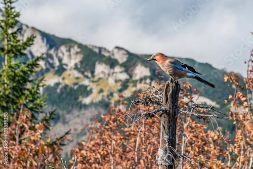 Garrulus glandarius - Sójka Zwyczajna