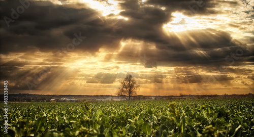 Sunrays through Clouds over a field
