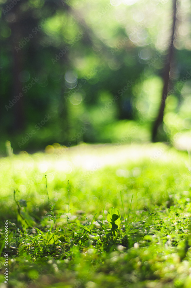 Fototapeta premium Summer background with grass