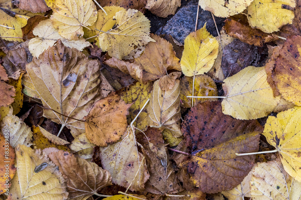 colorfull leafs falling on apath in autumn forest