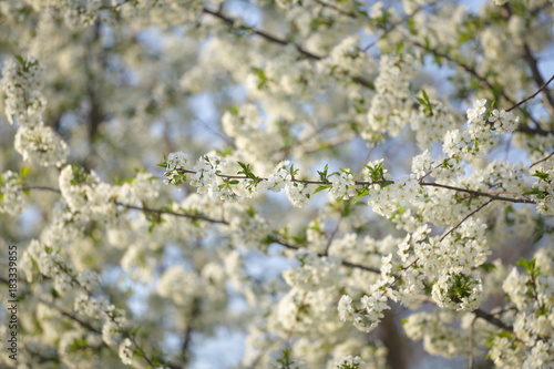 Blosom flowers on tree