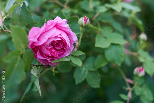 Blooming pink rose.