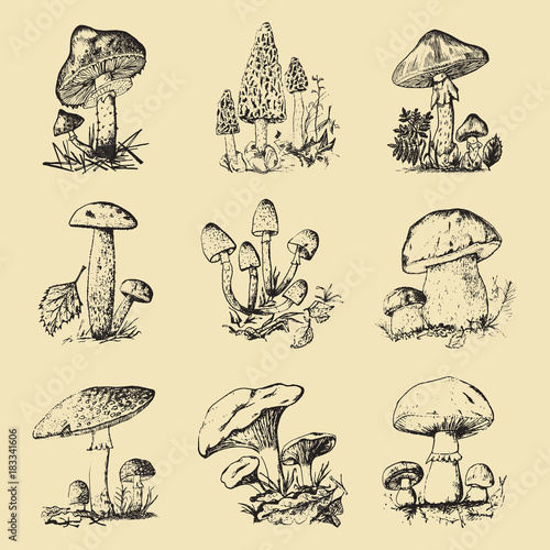 Mushroom set hand drawn engraved. vintage organic vegetarian food. champignon, chanterelles, honey fungus, fly agaric, amanita, common stinkhorn, penny bun, red-capped scaber stalk for menu, packaging