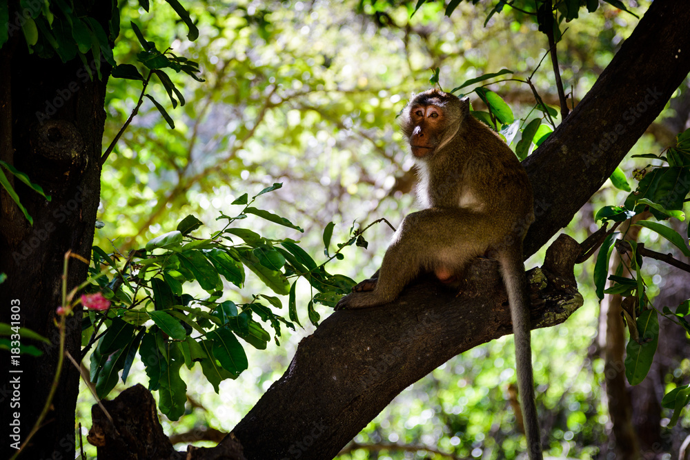 Fototapeta premium National Park Monkey