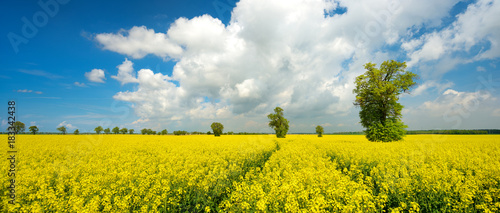 Field of Rapeseed blossoming, solitary Linden Trees under Blue Sky with Clouds