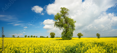 Field of Rapeseed blossoming, solitary Linden Trees under Blue Sky with Clouds