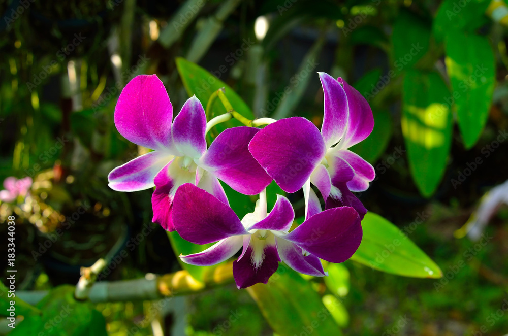 pink orchids flower pink orchids flower