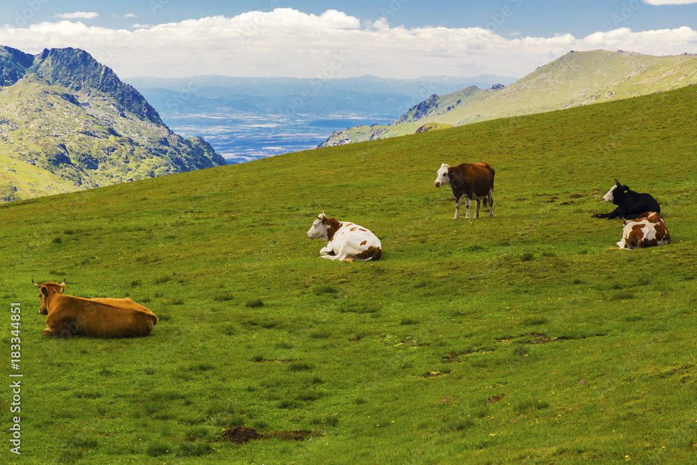 Beautiful landscape with cows in the mountain