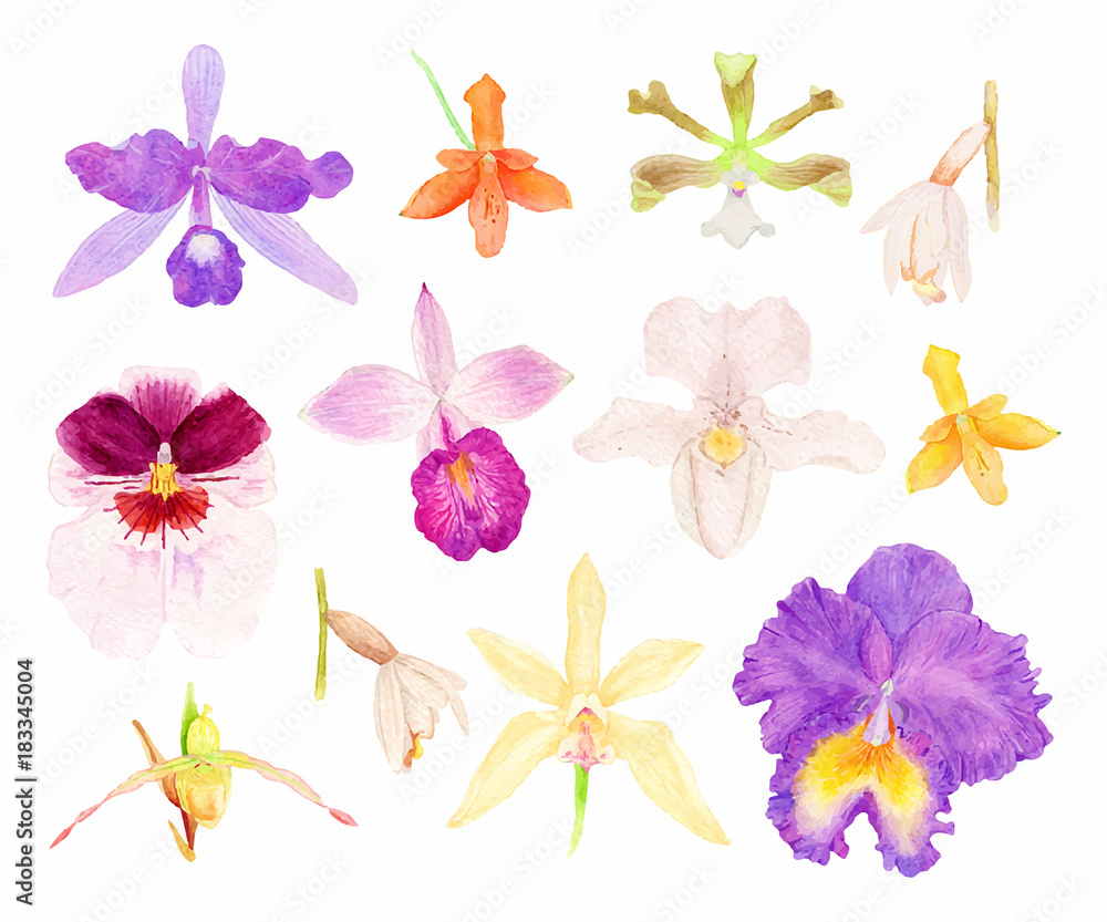 Vector orchid watercolor set
