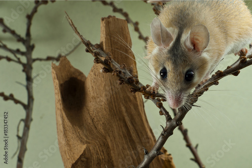 A cute African spiny mouse descending on the twigs peeks out from behind the top of the frame.. photo