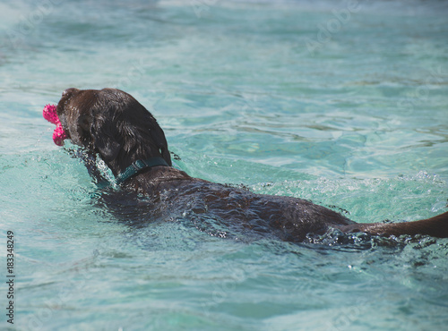 The dog is swimming in the pool. © M-Production