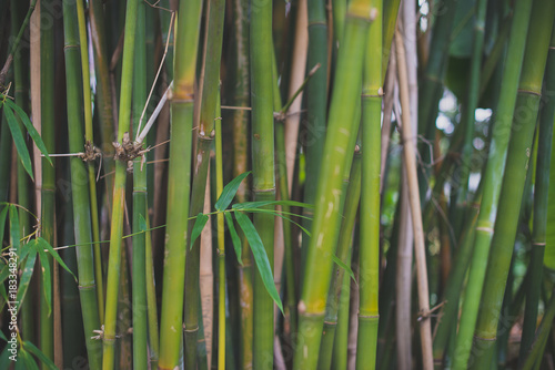 Fototapeta Naklejka Na Ścianę i Meble -  Bamboo in the rainforest. Suitable for background.