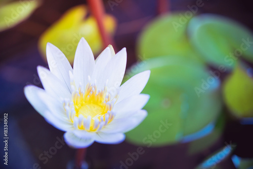 Close up white waterlily used for background or wallpaper - Vintage filter