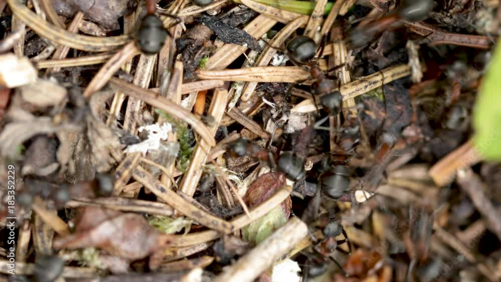 Wild ant hill in the forest closeup Wild ant hill in the forest closeup
